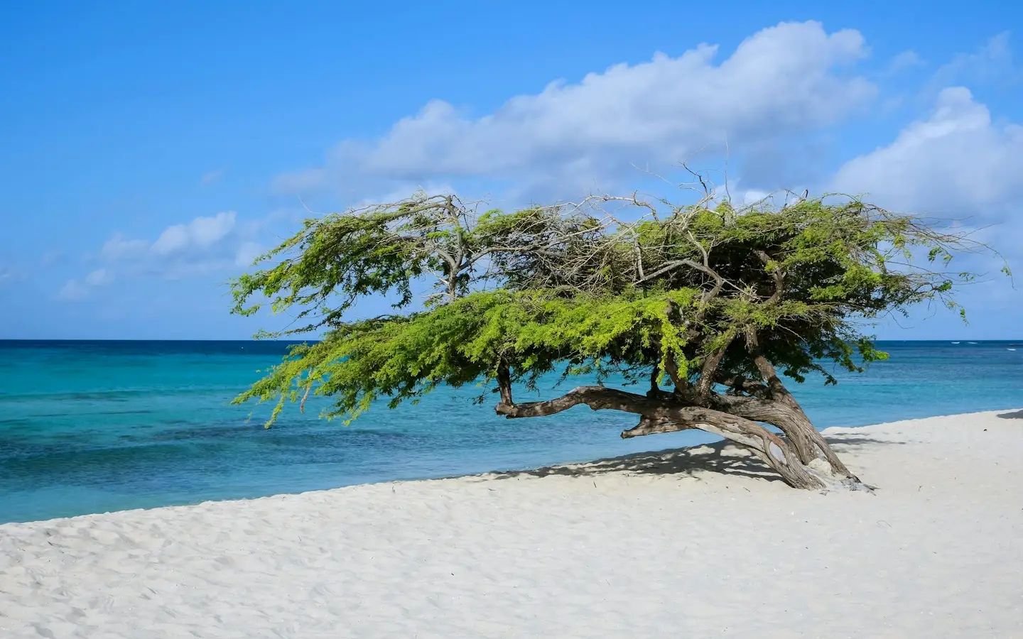 A wind-sculpted divi-divi tree leaning over white sand beside turquoise Caribbean water on a beach in Aruba