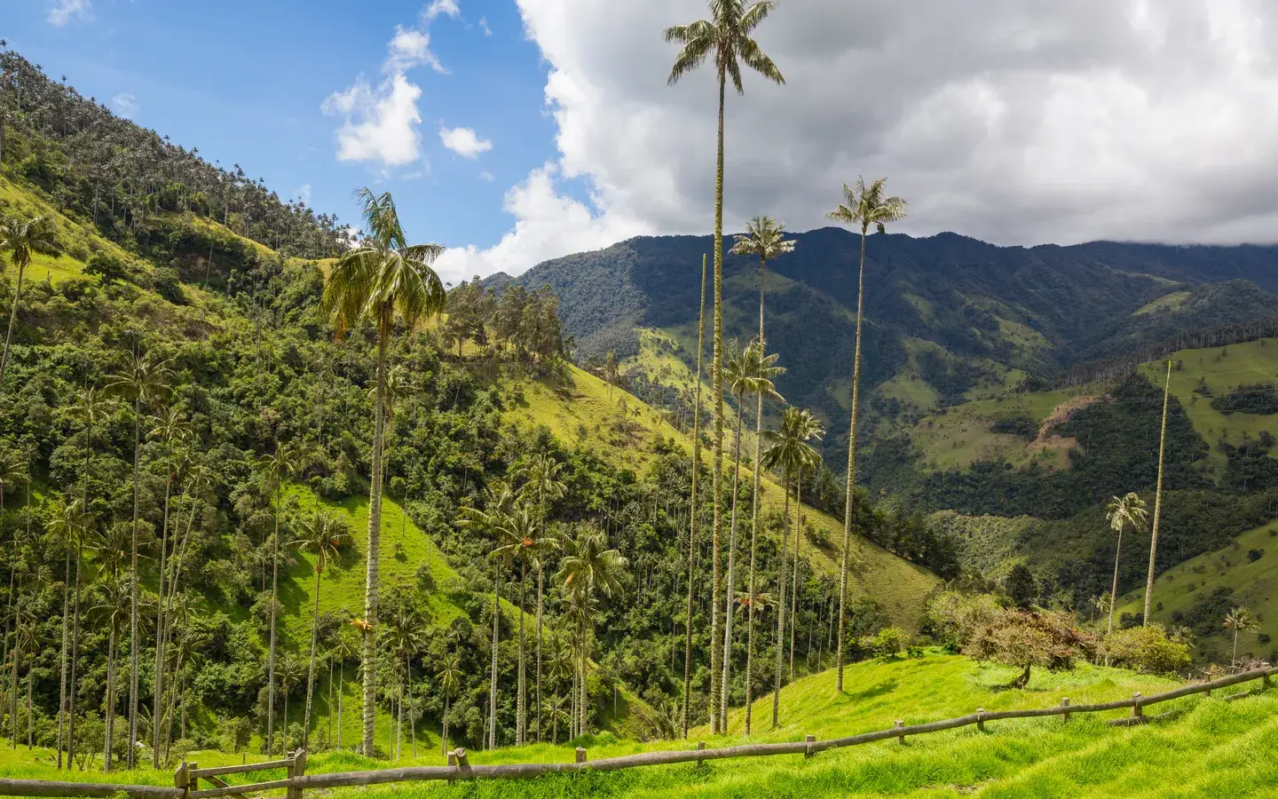 Wax palms rising above the green hills of the Cocora Valley, Colombia
