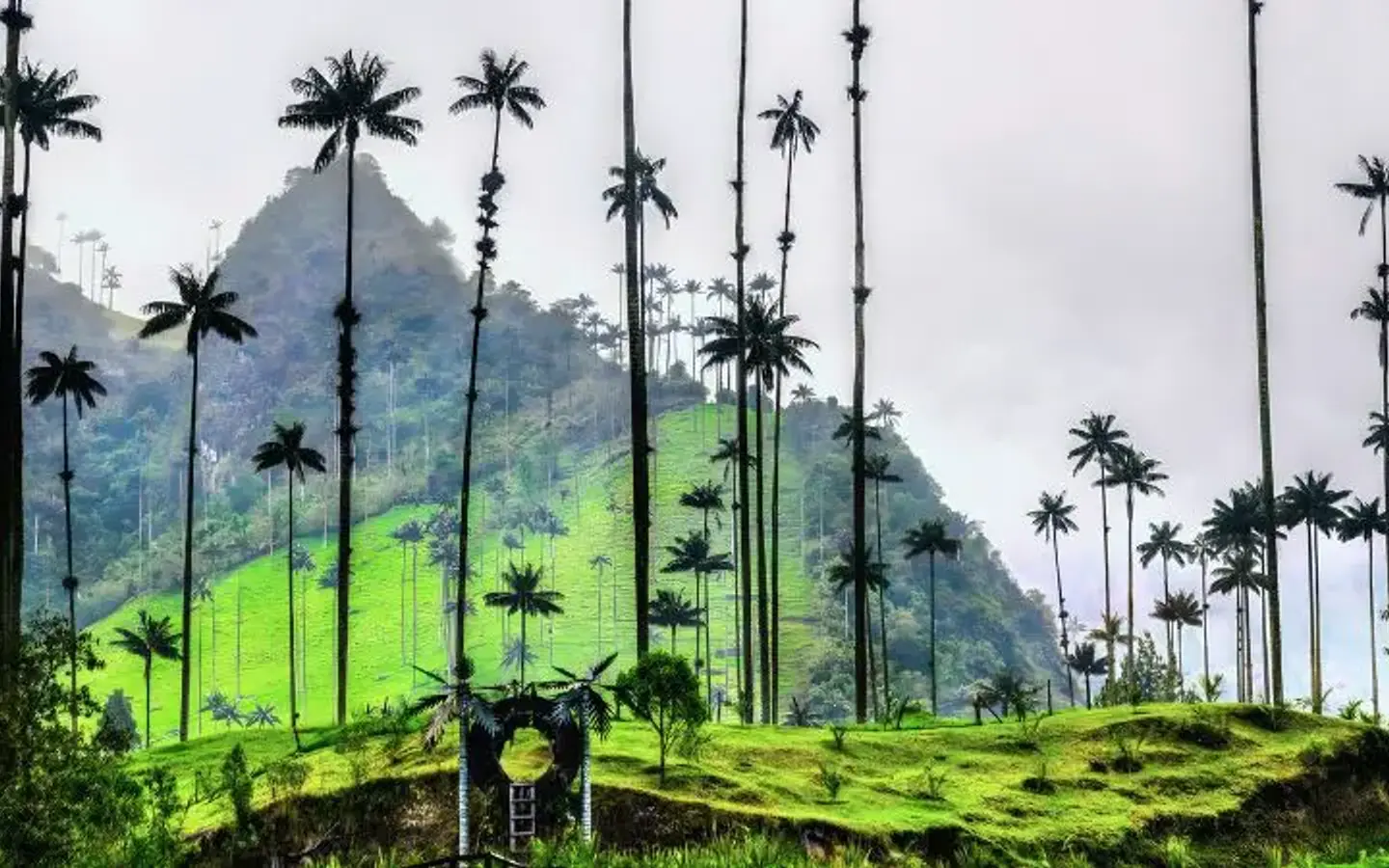 A panoramic view of the Cocora Valley in Colombia, featuring the iconic Quindío wax palms towering over lush green hills under a cloudy sky.