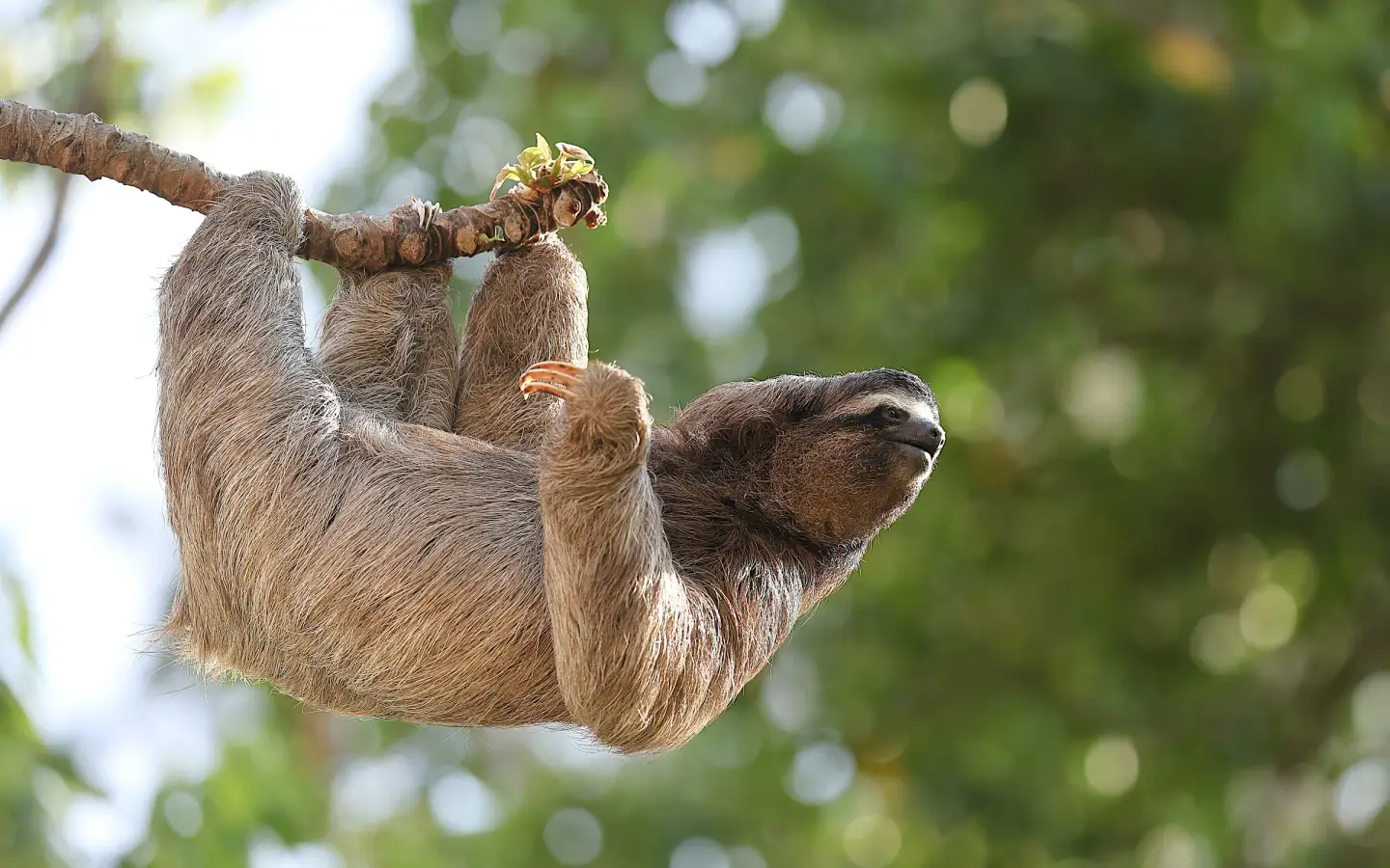 A three-toed sloth hanging from a branch in the Costa Rican rainforest