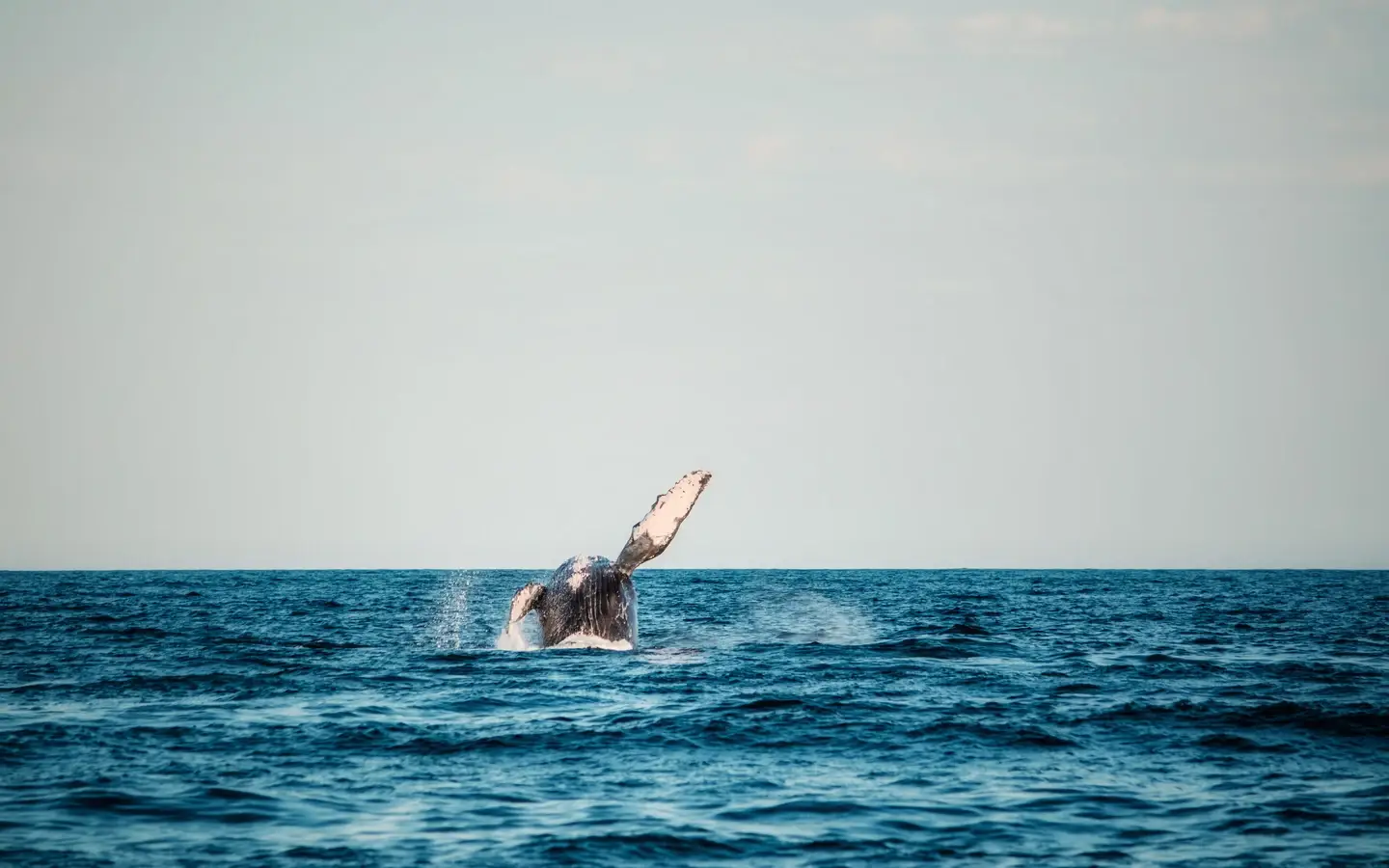 Humpback whale breaching off the Pacific coast of Costa Rica
