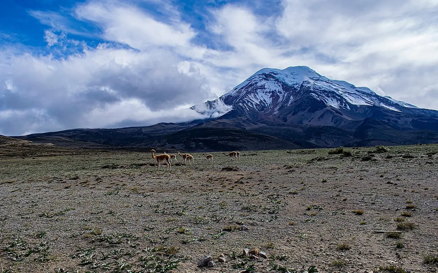 Wild vicuñas grazing on the high plain below the snow-capped Chimborazo volcano, Ecuador