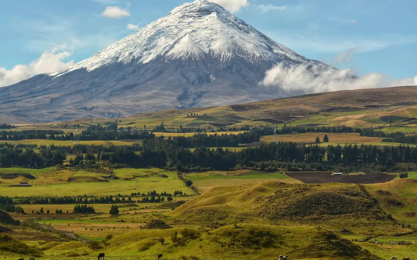 Snow-capped Cotopaxi Volcano against clear skies in the Ecuadorian Andes