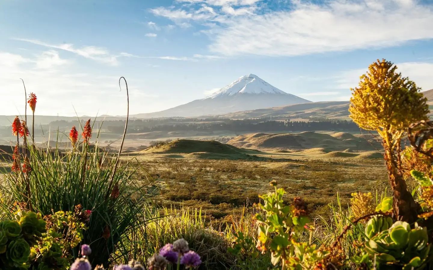 Cotopaxi Volcano with a wildflower meadow in the foreground, Ecuador