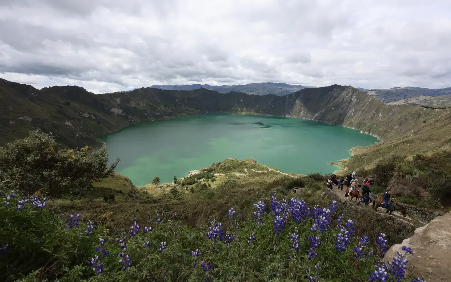 The green Quilotoa crater lake in the Ecuadorian Andes, with purple lupins on the rim