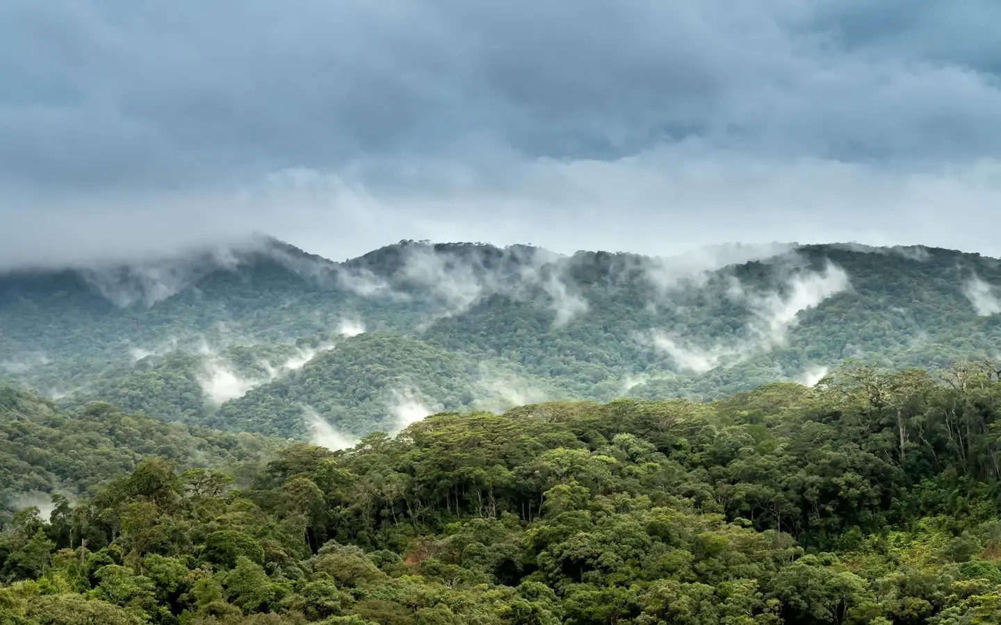 Misty cloud forest canopy in the Chiriqui Highlands, Panama
