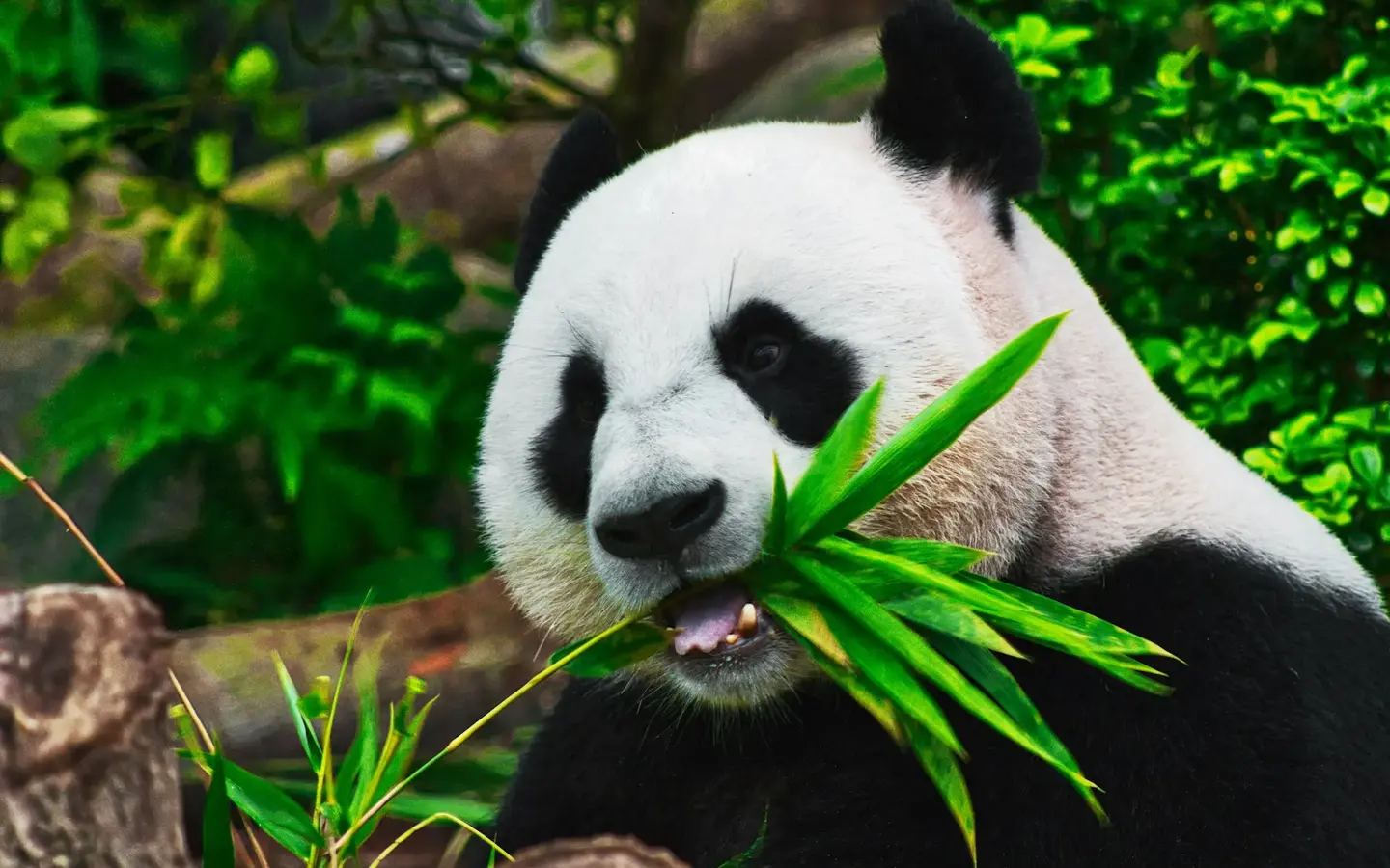 Wildlife & Nature holiday type